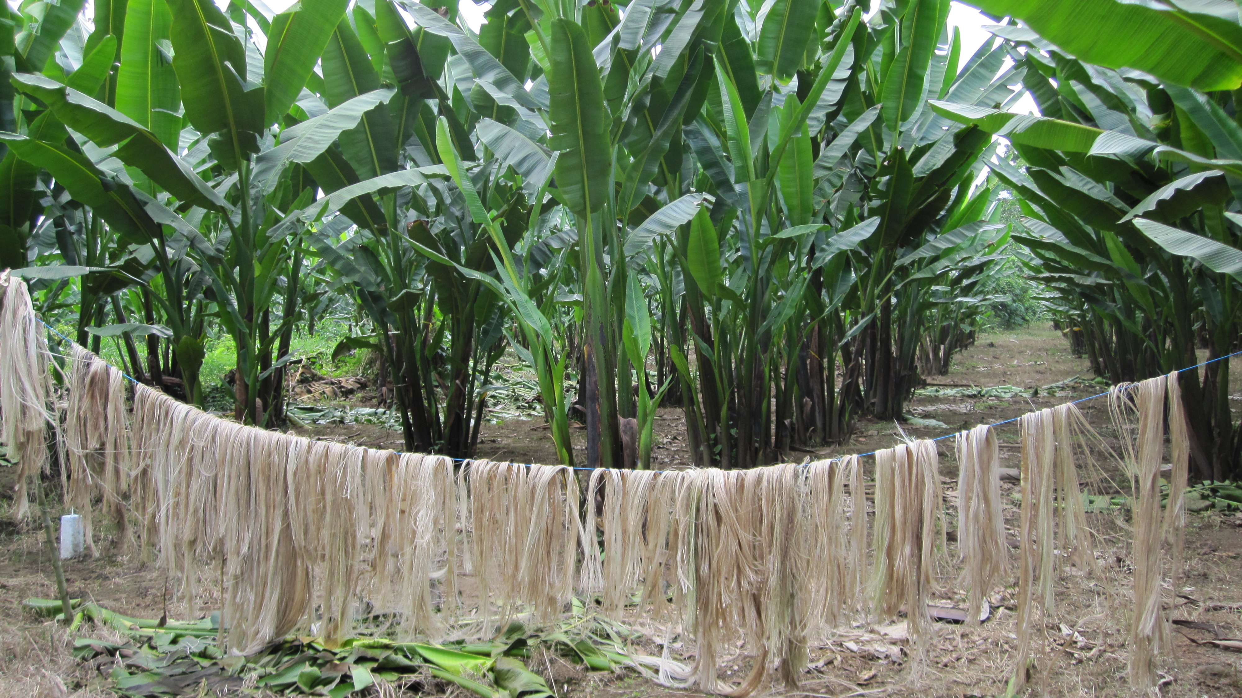 Abaca fiber image under the Our Heritage section